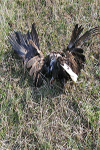 Golden Eagle