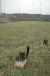 Eagle Collision