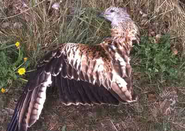 dead bird