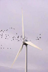 Flock of Birds