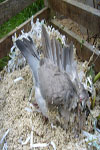 Headless Pigeon
