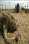 Ostrich