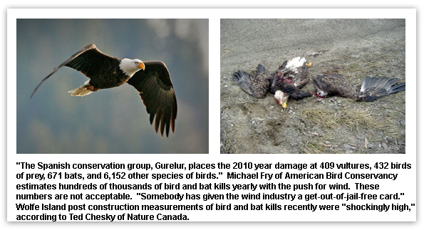 Animal Effects
