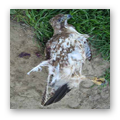 Avian Cuisinarts