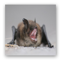 Bat Lungs Explode