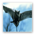 Bats: Bird Kills
