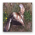 Bird Kills