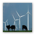 “One-third of the dairy herd died since the turbines began operation” (Wisconsin)