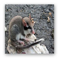dormouse