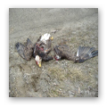 Careless Eagles