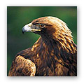 golden eagle