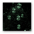 Green Energy Bubbles