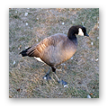 Impact on Wildlife