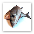 Marine Animals