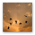 Migration, Migration