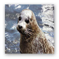 seal death