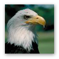 Vultures & Eagles