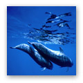 whales in uk