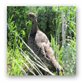 Wildlife Hinders