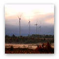 Windfall