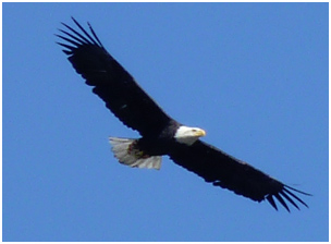 bald eagle