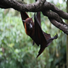 bat2