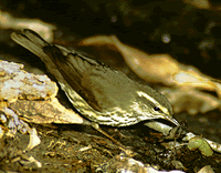 bird1