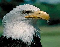 bird2