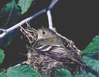 bird3