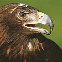 eagle