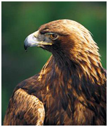 golden eagle