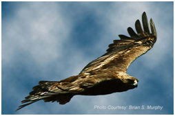 eagle