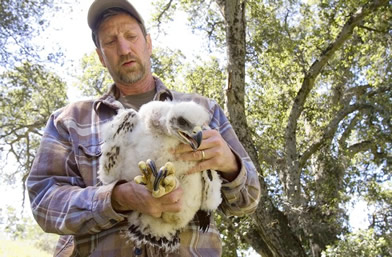 baby eagle