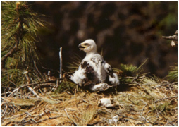 golden eagle chick