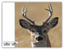 speaking deer