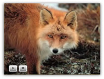 speaking fox
