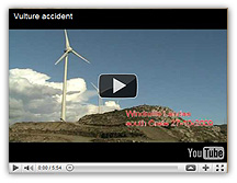 vulture accident