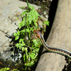 snake