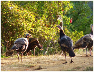 turkeys