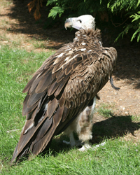 vulture