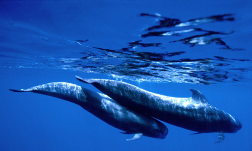 whales in uk